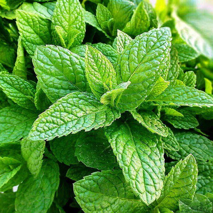 Саджанці М'яти барбарисова Якима (Mentha spicata Yakima) Р9, фото 1