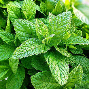 Саджанці М'яти барбарисова Якима (Mentha spicata Yakima) Р9