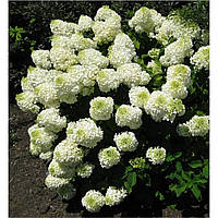 Гортензія волотиста Silver Dollar 2 річна, Гортензія волотиста Сілвер Долар, Hydrangea panicula Silver Dolla