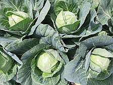Насіння капусти білокачанної Ксена F1 (1000семян) Libra Seeds