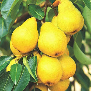 Саджанці Груші колоновидної Г1 - зимового терміну, урожайна, морозостійка