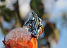 Кільце жіноче срібне Ящірка черненное, фото 5