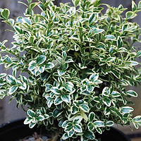 Самшит вечнозеленый Элеганс (Buxus sempervirens Elegans)