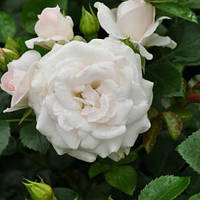 Саженцы розы флорибунда Аспирин (Rose Aspirin Rose)