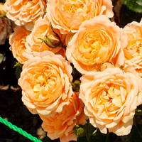 Саженцы розы флорибунда Амбер Квин (Rose Amber Queen)