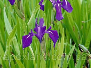 Рослина для ставка Iris laevigata