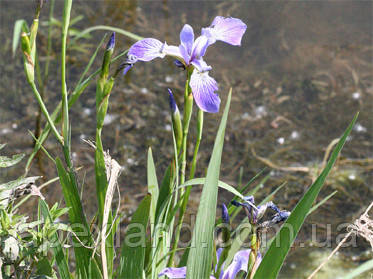 рослина для водойми Iris laevigata