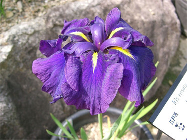 Рослина для водойми Iris ensata
