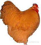 Добові курчата породи Фоксі чік, фото 2