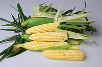 Семена кукурузы Ксанаду F1 (Xanadu F1) Hazera 5000