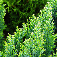 Саджанці Кипарисовика Лавсона Сноу Вайт (Chamaecyparis lawsoniana Snow White)