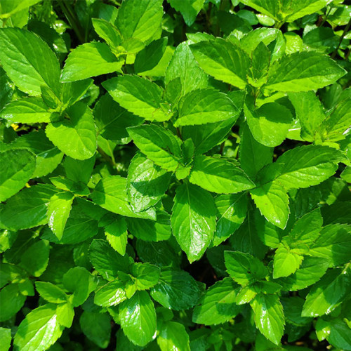 Саджанці М'яти перцевої (Mentha piperita)