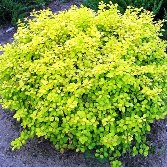 Саджанці Барбарису Тунберга Голден Цверг (Berberis thunbergii Golden Zwerg)