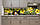 Самоклеюча Плівка для Фартуха Жовті Квіти Зірки наклейка на стіну 60х250см 0, фото 2
