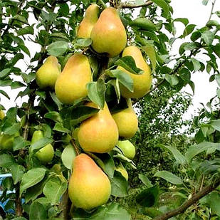 Саджанці Груші колоновидної Г3 - зимового терміну, транспортабельна, зимостійка