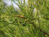 Туя східна Френку Бой (Thuja orientalis Franky Boy), фото 3