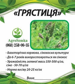Насіння Грястица (Їжа збірна) сінокісна багаторічна посівна, 1кг