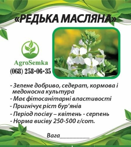 Насіння Редька олійна (сидерат, кормова культура, добриво) 1кг/урожай 2021 р