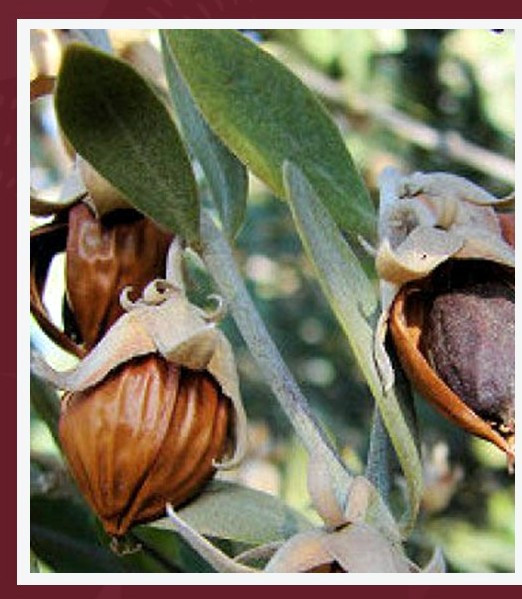 Свойства Жожоба