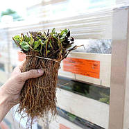 Полуниця Альба - солодка, рання, продуктивна, фото 5