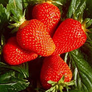 Полуниця Альба - солодка, рання, продуктивна, фото 2