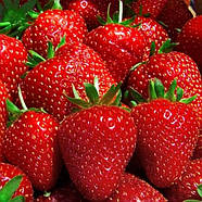 Полуниця Альба - солодка, рання, продуктивна, фото 3