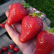 Полуниця Альба - солодка, рання, продуктивна, фото 4