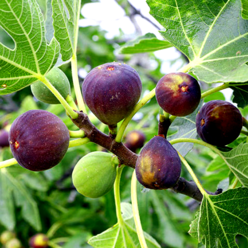 Інжир Кримський 44 (Crimean 44) 2-х річний - середній, солодкий, урожайний, фото 1