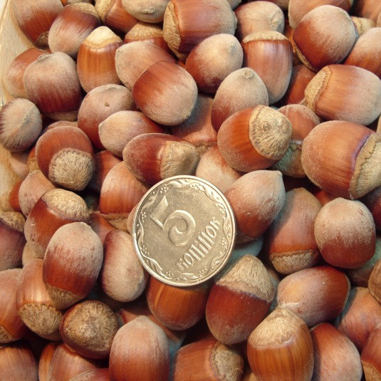 Саджанці Фундука (ліщини) Батлер - середній, промисловий, урожайний, фото 1