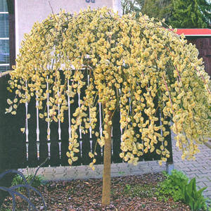Саджанці Верби плакучої - (Salix Pendula)