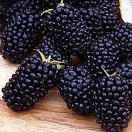 Саджанці ожини Лох Тей (Loch-tay) - безколючкова, рання, солодка Р9, фото 2