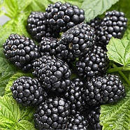 Саджанці ожини Лох Тей (Loch-tay) - безколючкова, рання, солодка Р9, фото 3