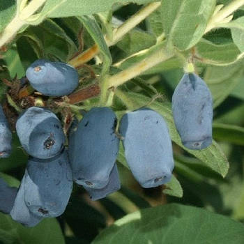 Саджанці жимолості їстівної Синьоока - рання, урожайна, зимостійка