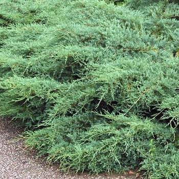 Саджанці Ялівцю віргінського Трипартита (Juniperus virginiana Tripartita)