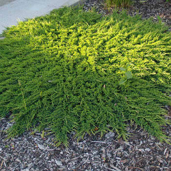 Саджанці Ялівцю горизонтального Принц Уельський (Juniperus horizontalis Prince of Wales)