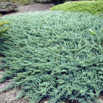 Саджанці Ялівцю горизонтального Блю Мун (Juniperus horizontalis Blue Moon)