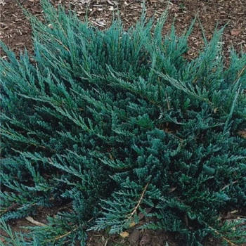 Саджанці Ялівцю горизонтального Блю Чіп (Juniperus horizontalis Blue Chip)
