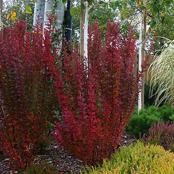 Саджанці Барбарису тунберга Ред Піллар (Berberis thunbergii Red Pillar)