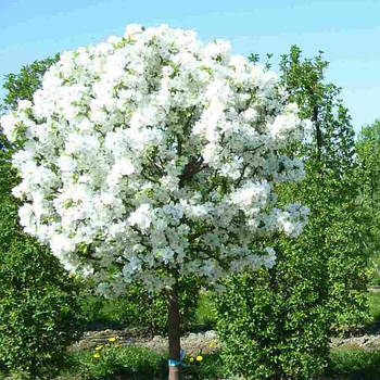 Саджанці Вишні кулястої «Умбракуліфера» (Prunus cerasus umbraculifera)