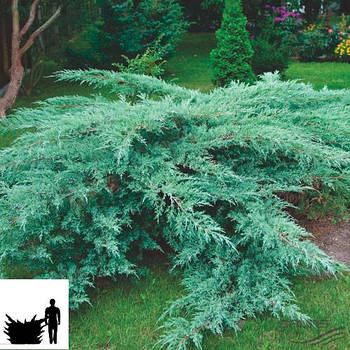 Саджанці Ялівцю віргінського Хетц (Juniperus virginiana Hetz)