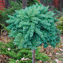 Модина-японська, тонкочашуйчаста, Кемпфера 'Blue Dwarf' Larix kaempferi'Blue Dwarf'