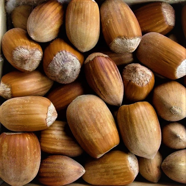 Саджанці Фундука (ліщини) Вересневий - середній, урожайний, зимостійкий, фото 1