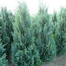 Кипарисовик Лавсона 'Columnaris' Chamaecyparis lawsoniana 'Columnaris'