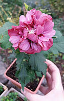 Гібіскус сирійський Дюк де Брабант/Hibiscus syr. 'Duc de Brabant', Р9, 2роки