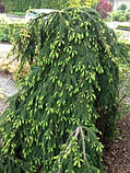 Ялина звичайна Інверса (Picea abies Inversa), фото 3