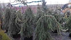 Ялина звичайна Інверса (Picea abies Inversa)