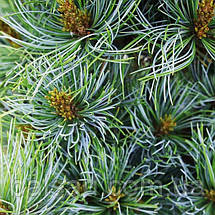 Сосна японська Бергман​​​​ / h 50-60 / Pinus parviflora Bergman, фото 4