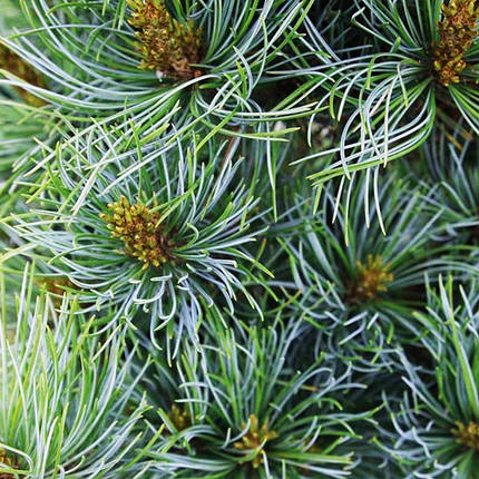 Сосна японська Бонні Бергман / h 30-40 / Pinus Bonnie Bergman, фото 2