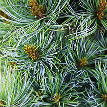Сосна японська Бергман​​​​ / h 70-80 / Pinus parviflora Bergman, фото 3