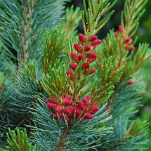 Сосна японська Бергман​​​​ / h 70-80 / Pinus parviflora Bergman, фото 2